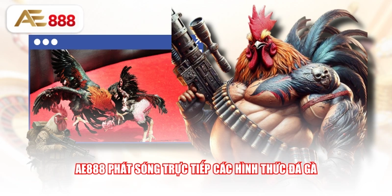 AE888 phát sóng trực tiếp các hình thức đá gà