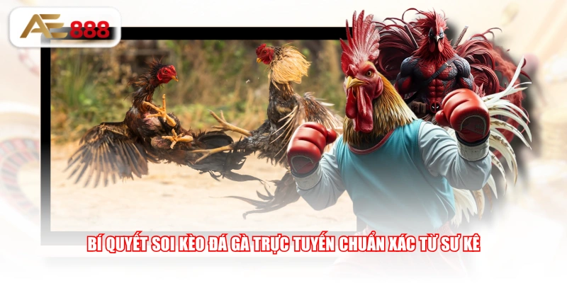 Bí quyết soi kèo đá gà trực tuyến chuẩn xác từ sư kê