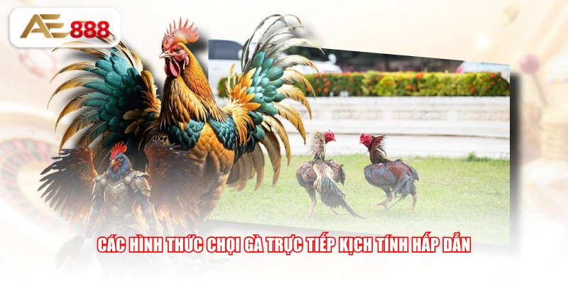 Các hình thức chọi gà trực tiếp kịch tính hấp dẫn