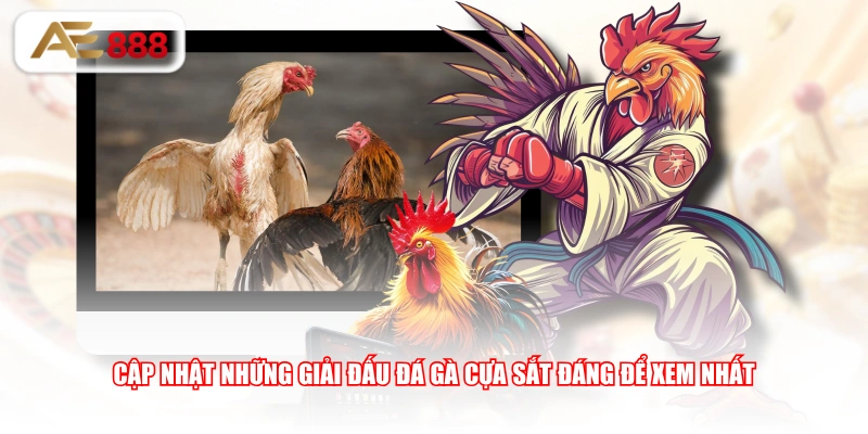 Cập nhật những giải đấu đá gà cựa sắt đáng để xem nhất