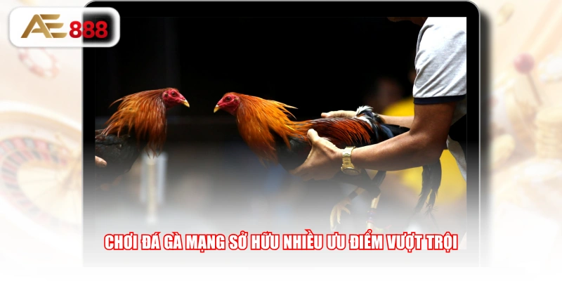 Chơi đá gà mạng sở hữu nhiều ưu điểm vượt trội