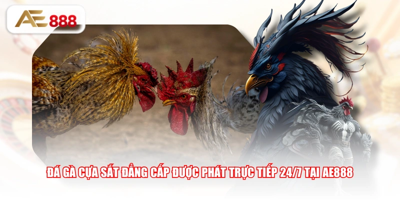 Đá gà cựa sắt đẳng cấp được phát trực tiếp 24/7 tại AE888