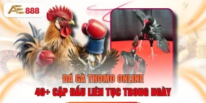 Đá Gà Thomo Online - 40+ Cặp Đấu Liên Tục Trong Ngày