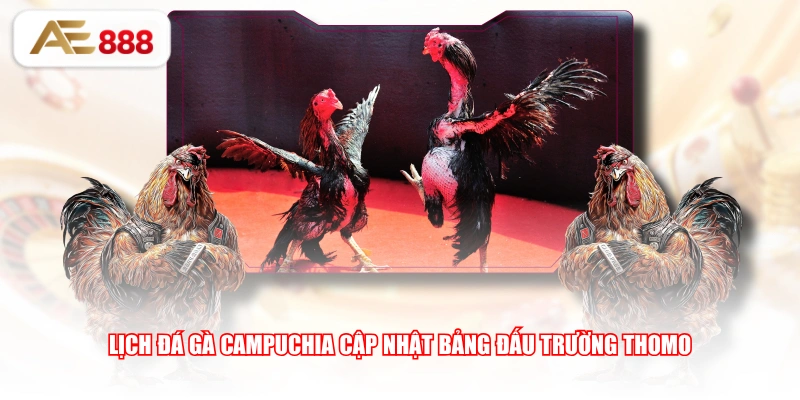 Lịch đá gà Campuchia cập nhật bảng đấu trường Thomo