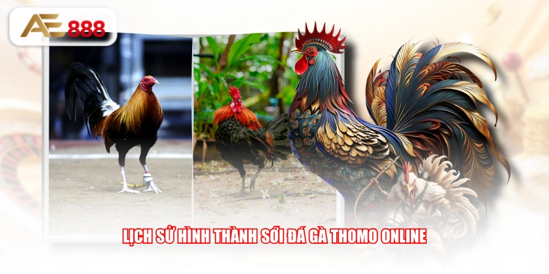 Lịch sử hình thành sới đá gà Thomo online