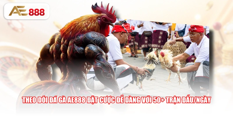 Theo dõi đá gà AE888 đặt cược dễ dàng với 50+ trận đấu/ngày