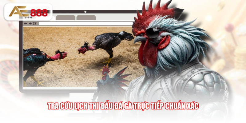 Tra cứu lịch thi đấu đá gà trực tiếp chuẩn xác