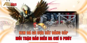 Xem Đá Gà Cựa Sắt Đẳng Cấp, Mỗi Trận Đấu Diễn Ra Chỉ 5 Phút